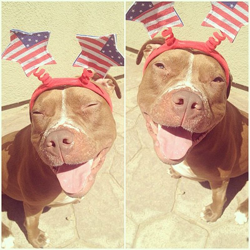 стильный питуль, Валентино, модный,собака,Valentino 