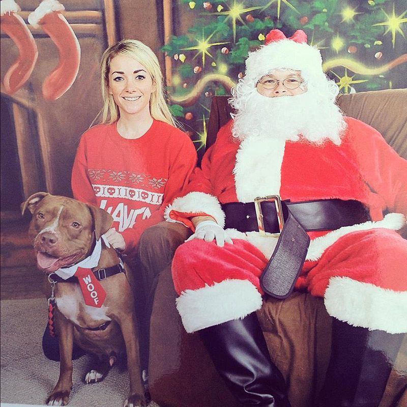 стильный питуль, Валентино, модный,собака,Valentino 