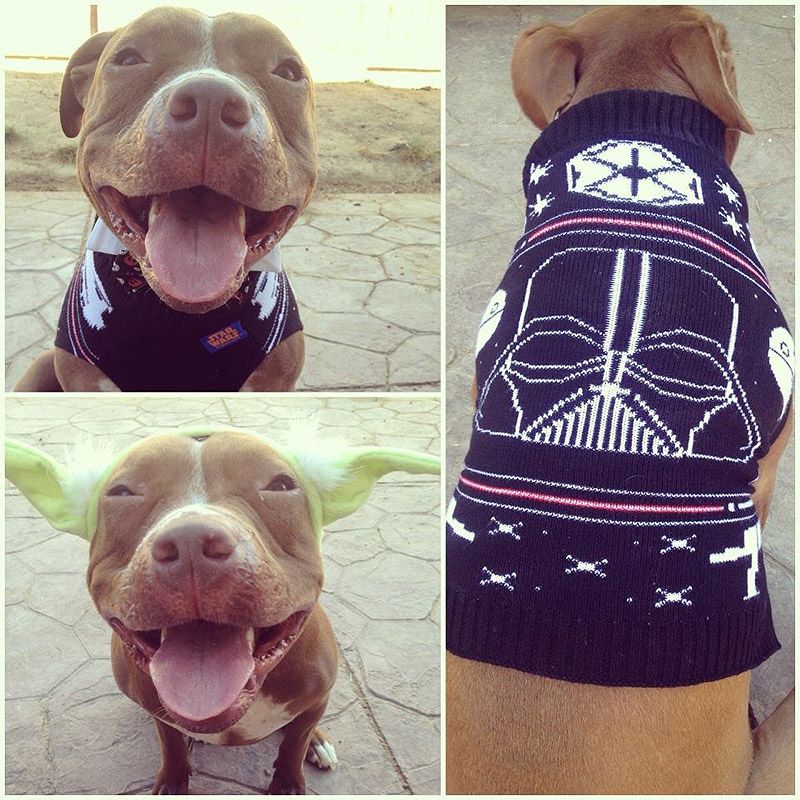 стильный питуль, Валентино, модный,собака,Valentino 