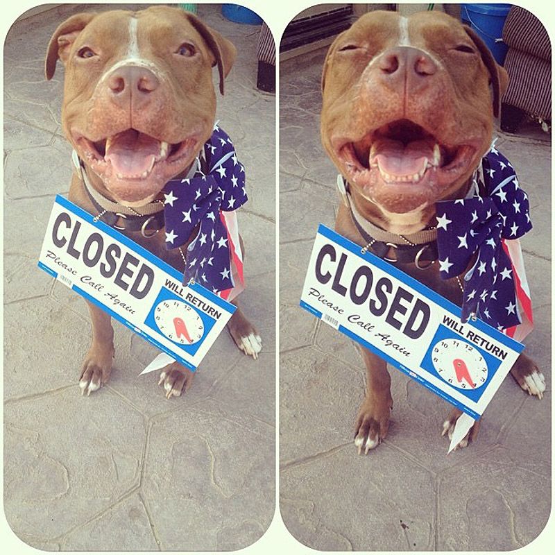 стильный питуль, Валентино, модный,собака,Valentino 