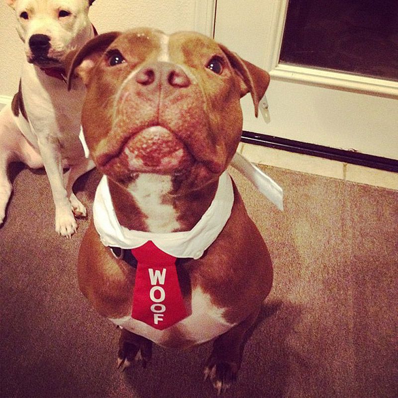 стильный питуль, Валентино, модный,собака,Valentino 