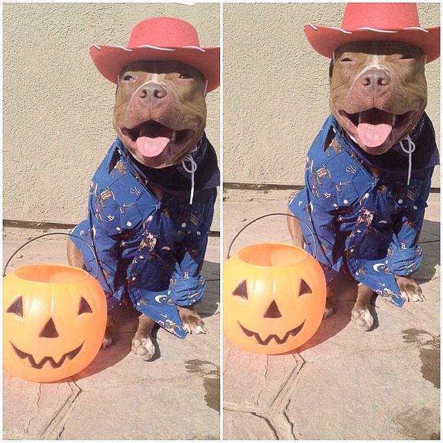 стильный питуль, Валентино, модный,собака,Valentino 