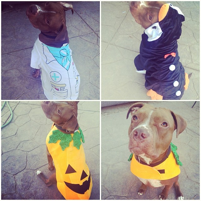 стильный питуль, Валентино, модный,собака,Valentino 