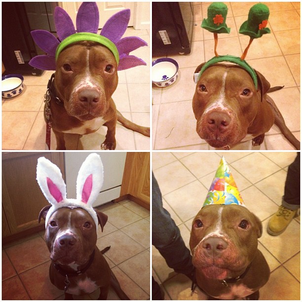 стильный питуль, Валентино, модный,собака,Valentino 