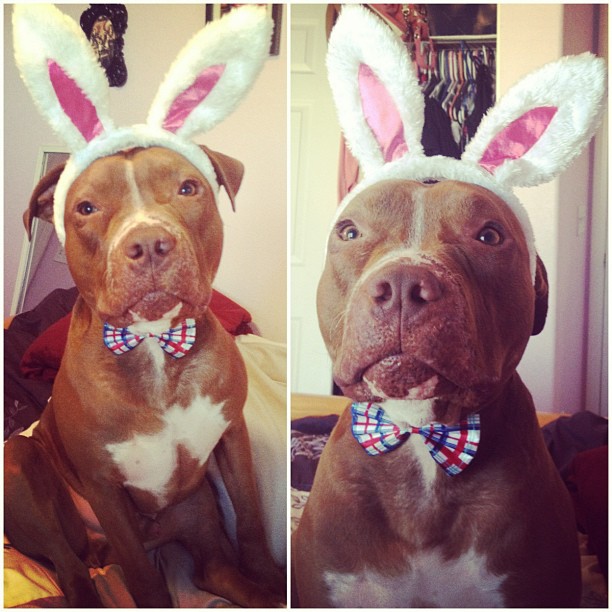 стильный питуль, Валентино, модный,собака,Valentino 