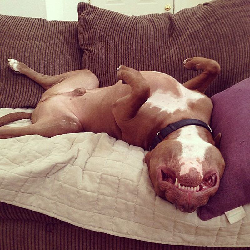 стильный питуль, Валентино, модный,собака,Valentino 