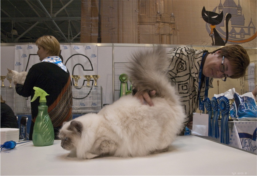 Крокус экспо выставка кошек. Выставочный кот. Выставка кошек. Котик выставка. Шикарный кот на выставке.