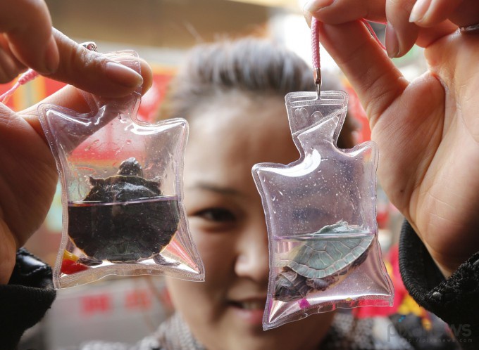 живые брелки Пекин