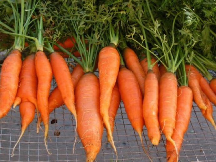 Необычные, диеты,дурацкие, еда, 