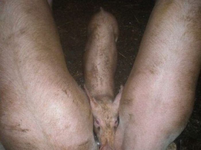 Смешное, фото, иллюзии, фотоиллюзии