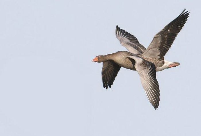 Смешное, фото, иллюзии, фотоиллюзии