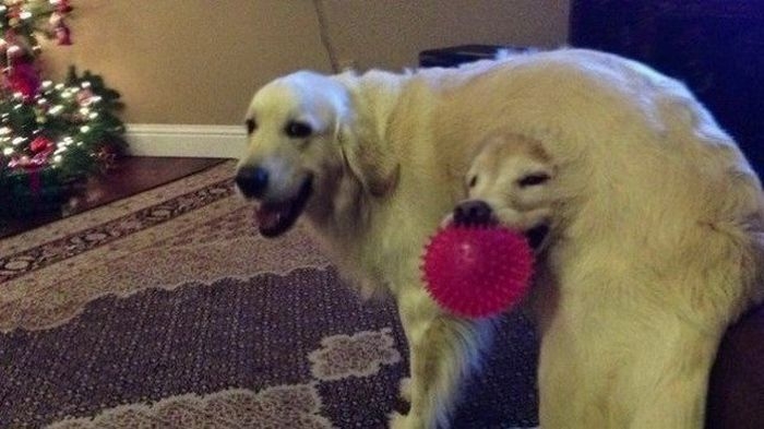 Смешное, фото, иллюзии, фотоиллюзии