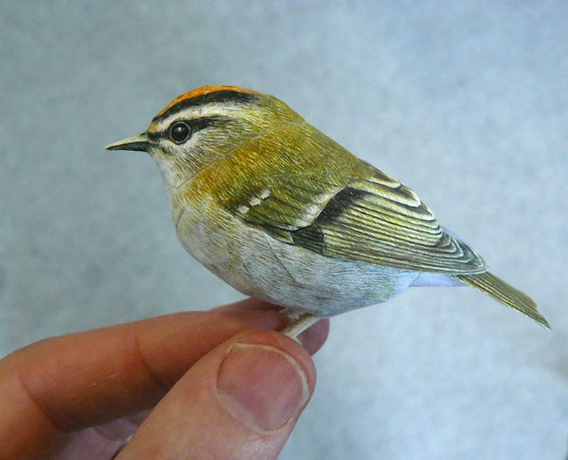 Джоан Шерфт, 3D-птицы , модели