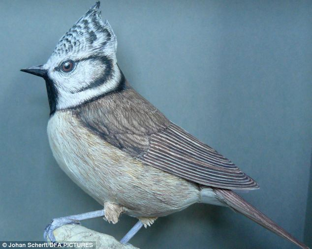 Джоан Шерфт, 3D-птицы , модели