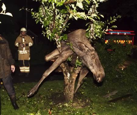 застряли, позорные застревания,человеческая глупость 