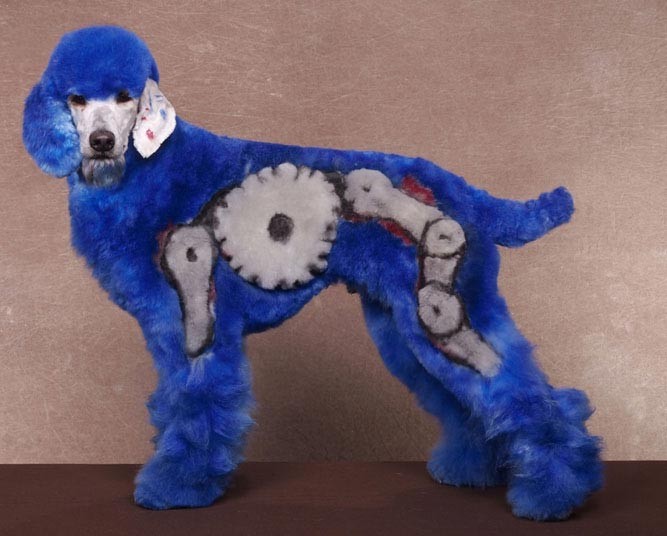 Конкурс, сумашедшие, стрижек, собак, Рен Незерленд