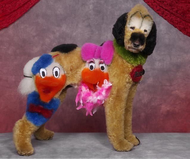 Конкурс, сумашедшие, стрижек, собак, Рен Незерленд