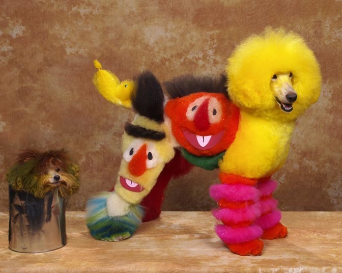 Конкурс, сумашедшие, стрижек, собак, Рен Незерленд