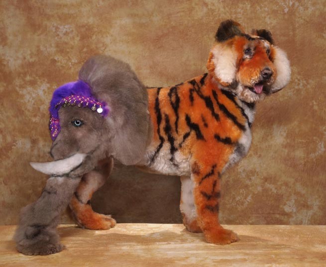 Конкурс, сумашедшие, стрижек, собак, Рен Незерленд