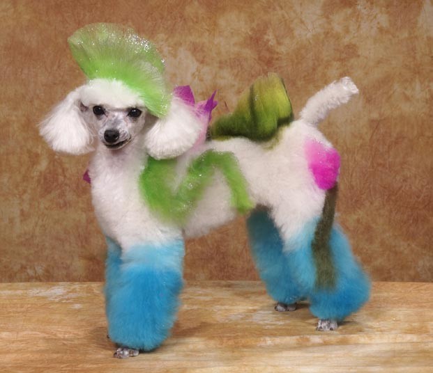 Конкурс, сумашедшие, стрижек, собак, Рен Незерленд