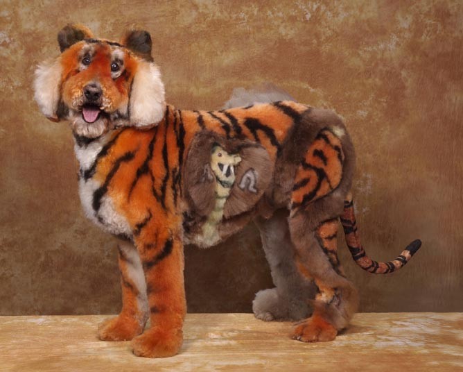 Конкурс, сумашедшие, стрижек, собак, Рен Незерленд