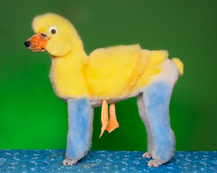 Конкурс, сумашедшие, стрижек, собак, Рен Незерленд