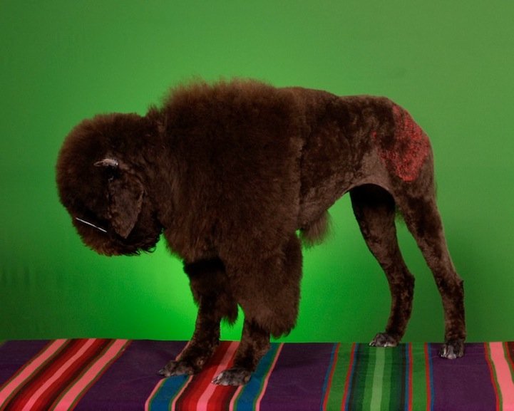 Конкурс, сумашедшие, стрижек, собак, Рен Незерленд