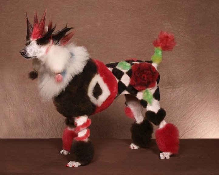 Конкурс, сумашедшие, стрижек, собак, Рен Незерленд