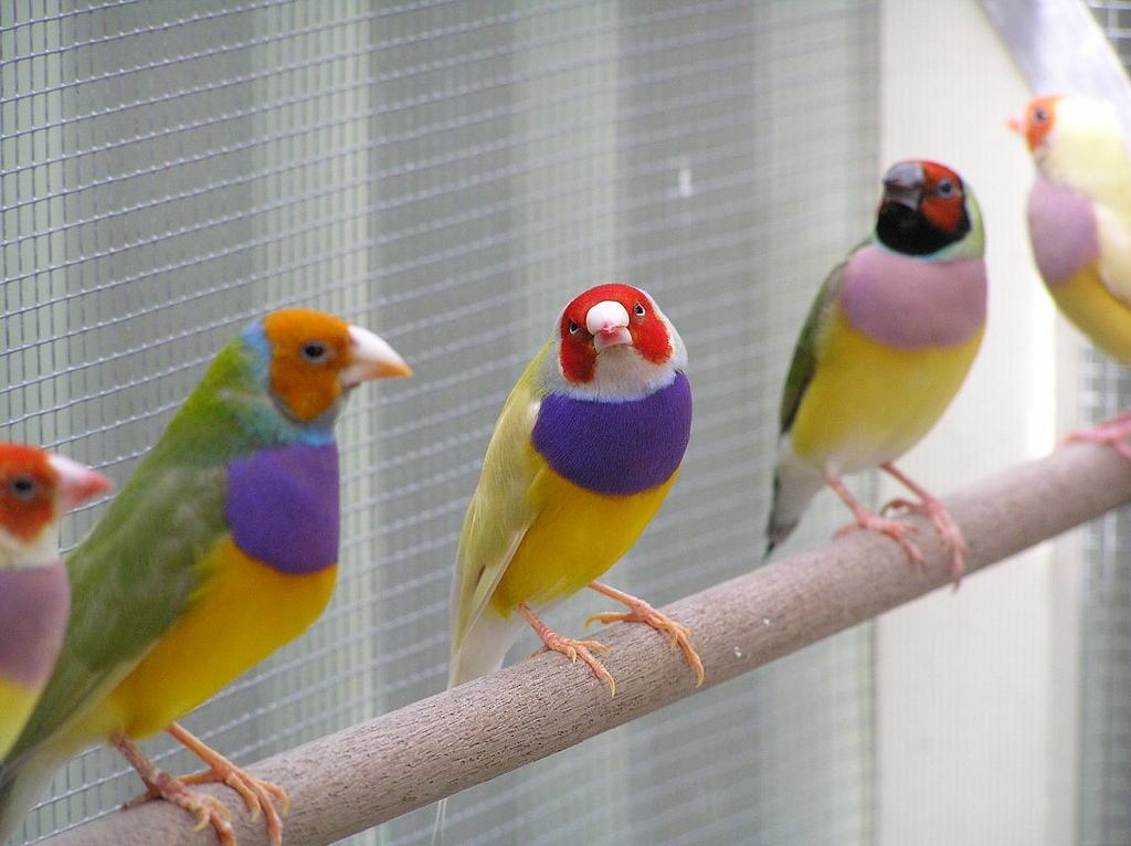 Гульдова амадина, яркая птица 