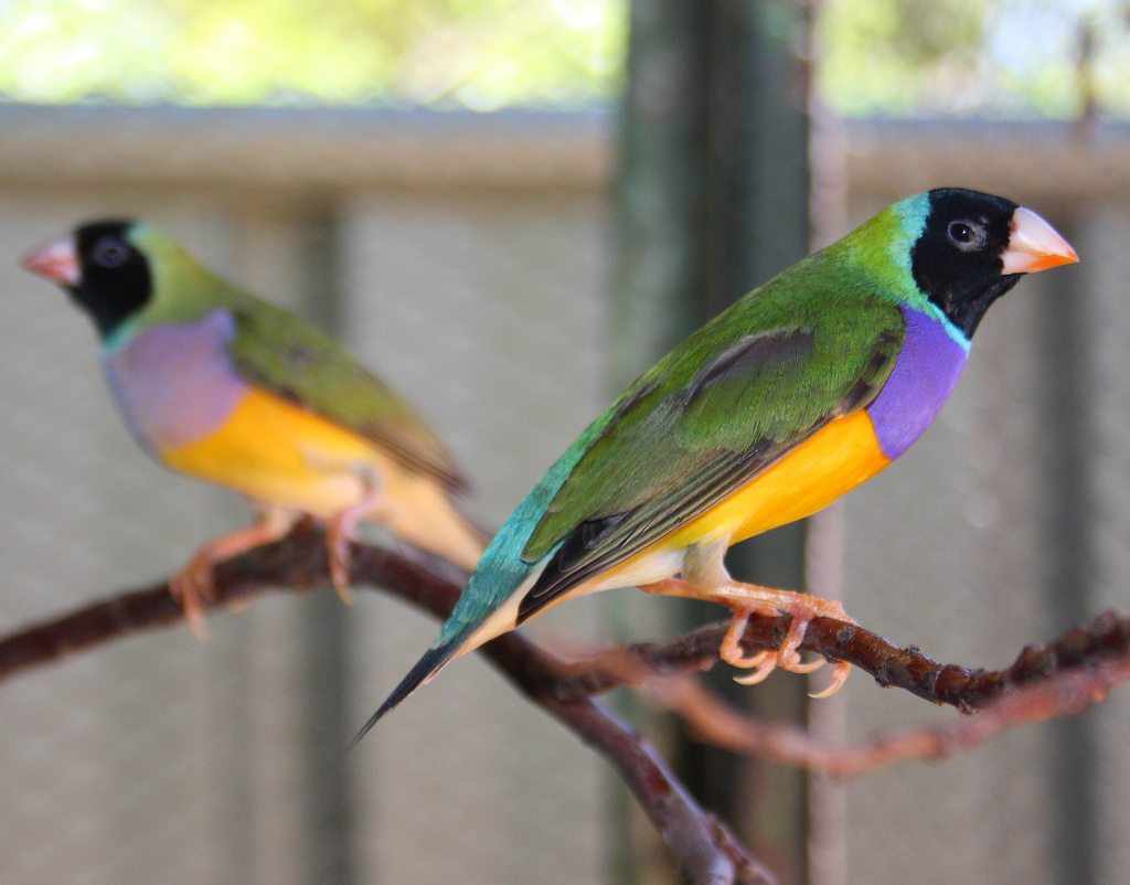 Гульдова амадина, яркая птица 