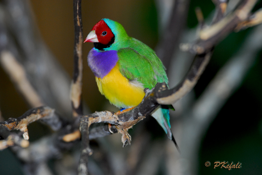 Гульдова амадина, яркая птица 