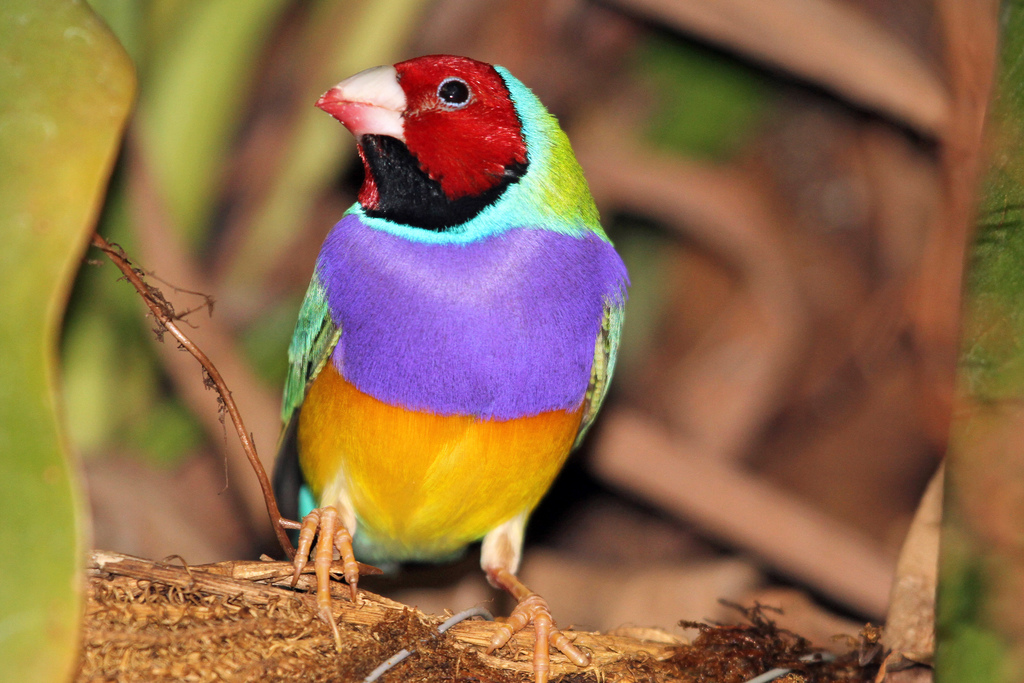 Гульдова амадина, яркая птица 