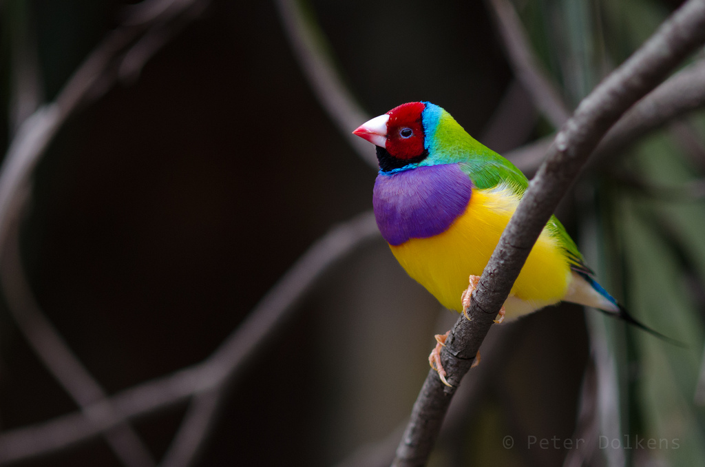 Гульдова амадина, яркая птица 