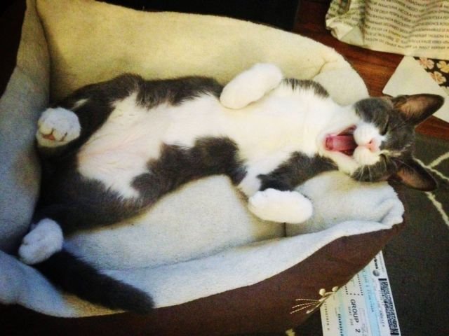  Позитивные животные,коты и кошки,собаки 