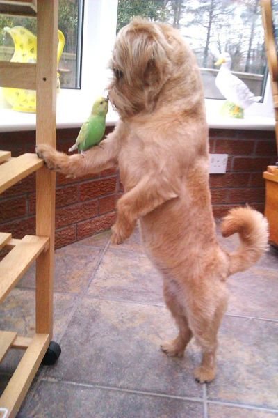  Позитивные животные,коты и кошки,собаки 