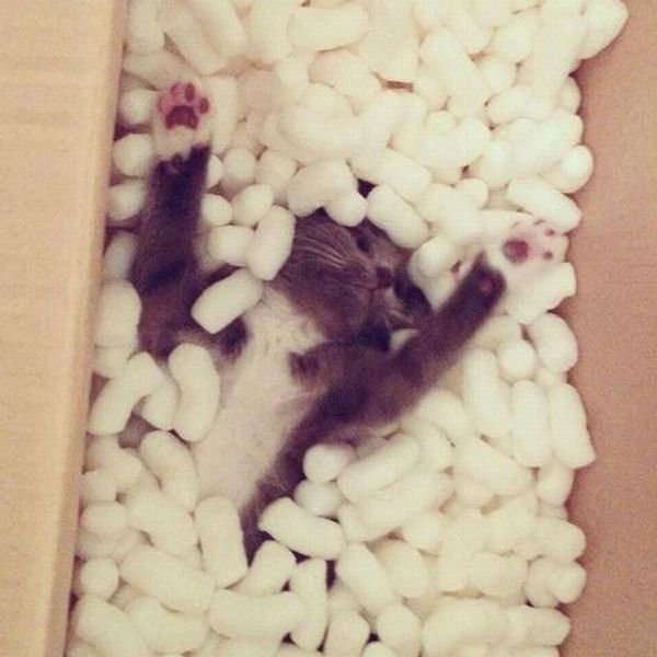  Позитивные животные,коты и кошки,собаки 