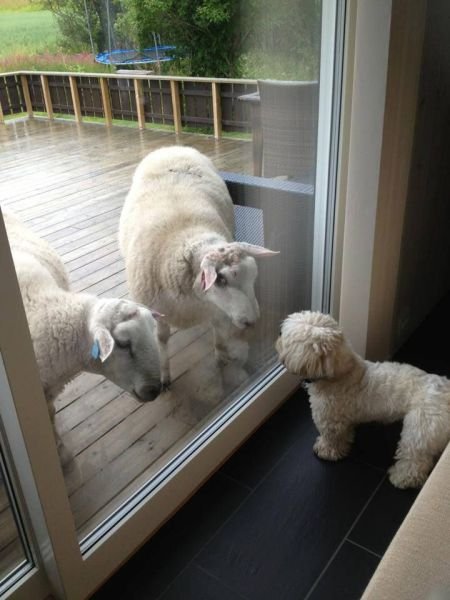  Позитивные животные,коты и кошки,собаки 