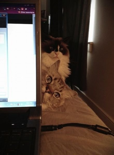  Позитивные животные,коты и кошки,собаки 