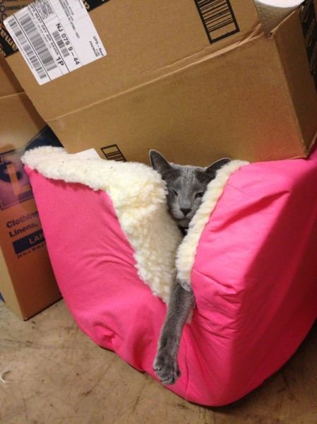  Позитивные животные,коты и кошки,собаки 