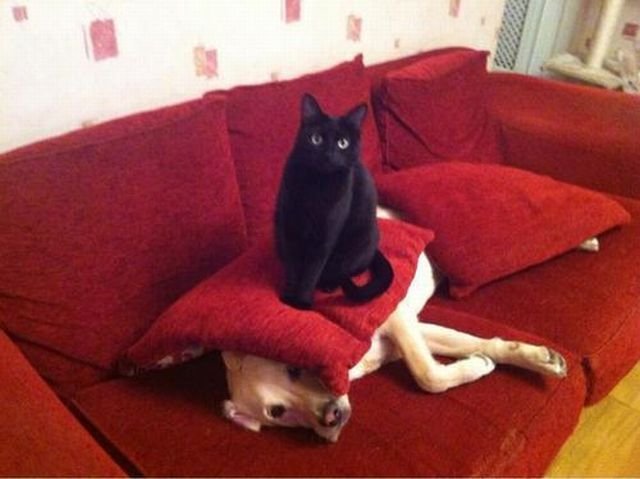  Позитивные животные,коты и кошки,собаки 