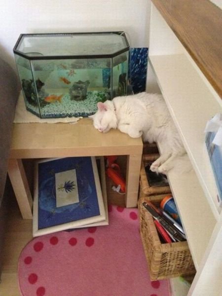  Позитивные животные,коты и кошки,собаки 