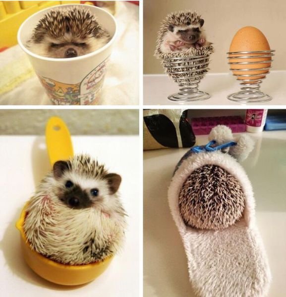  Позитивные животные,коты и кошки,собаки 