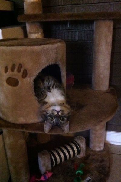  Позитивные животные,коты и кошки,собаки 