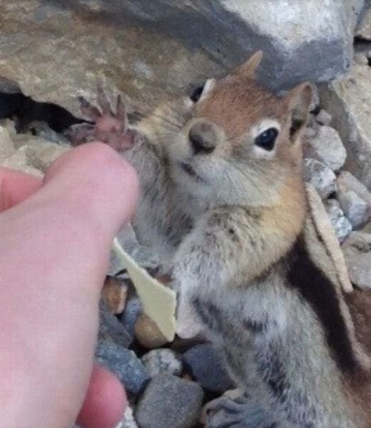  Позитивные животные,коты и кошки,собаки 