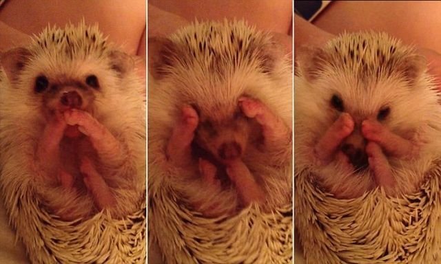  Позитивные животные,коты и кошки,собаки 