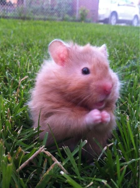  Позитивные животные,коты и кошки,собаки 