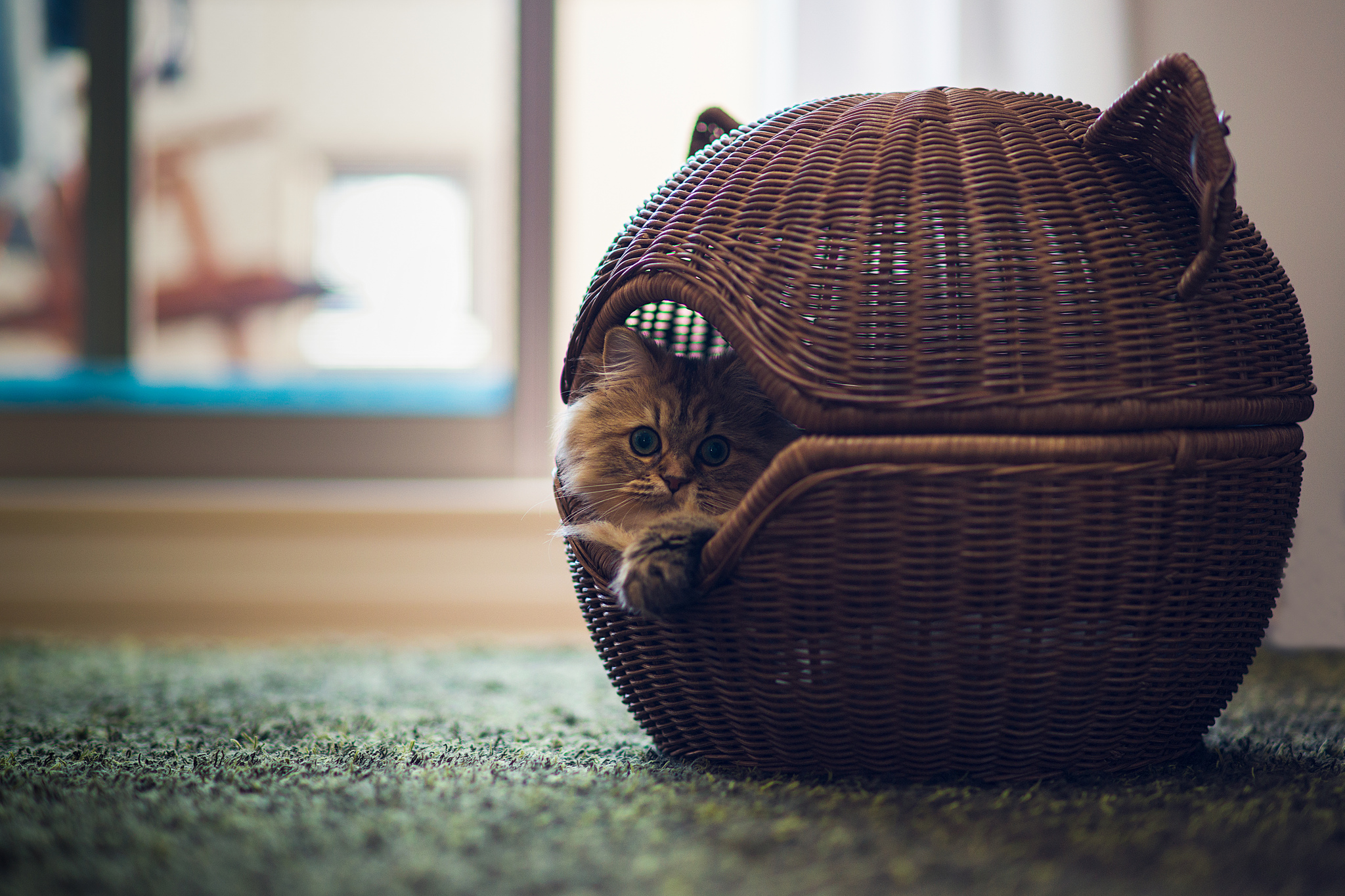 Кажется что дома кот. Домик для кошек. Необычные домики для кошек. Корзинка для кошки. Коты в домике.