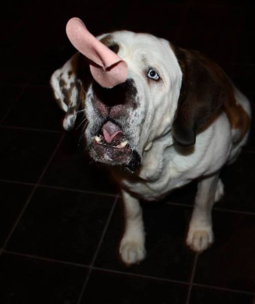 Позитив, юмор, смешные фотографии,прикол