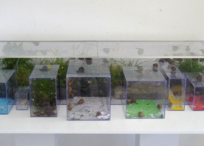 Цветной, материал, из экскрементов, улиток, ахатины, нитки, напольное покрытие