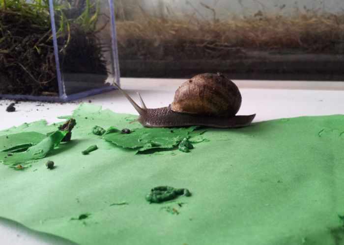 Цветной, материал, из экскрементов, улиток, ахатины, нитки, напольное покрытие